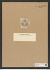 Actinoptychus summissus A. Schm. (de-Toni-Nr.: Genus 227, Species 5603) Zeichnungen Sammlung Grunow Nr. 9492 (NHMW-BOT-W0379469)